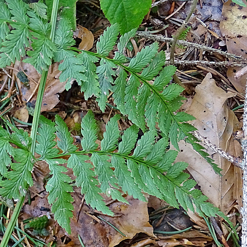 Dorniger Wurmfarn / Dryopteris carthusiana