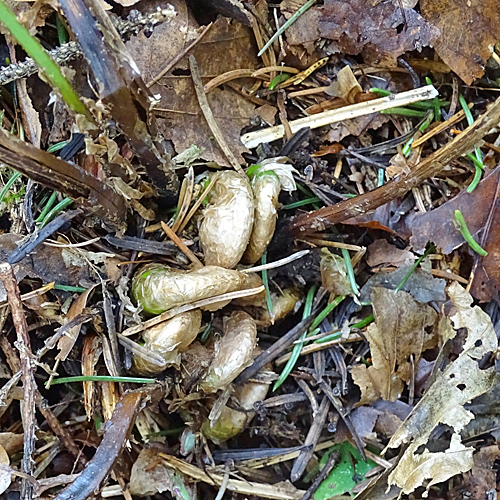 Dorniger Wurmfarn / Dryopteris carthusiana