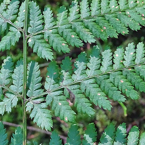 Breiter Wurmfarn / Dryopteris dilatata