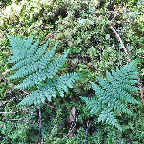 Breiter Wurmfarn / Dryopteris dilatata