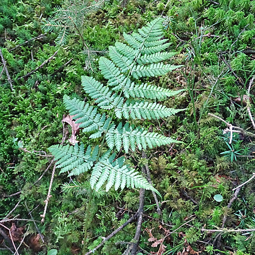 Breiter Wurmfarn / Dryopteris dilatata