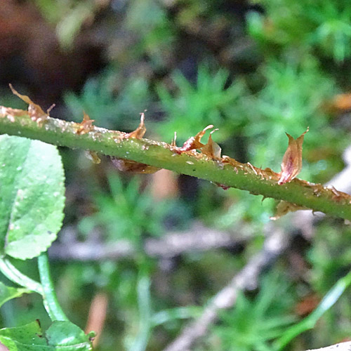 Breiter Wurmfarn / Dryopteris dilatata