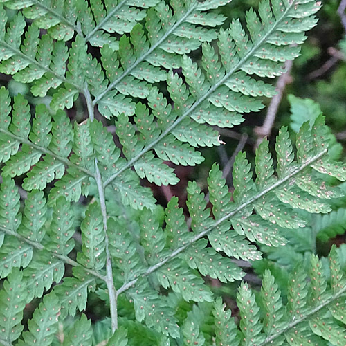 Breiter Wurmfarn / Dryopteris dilatata