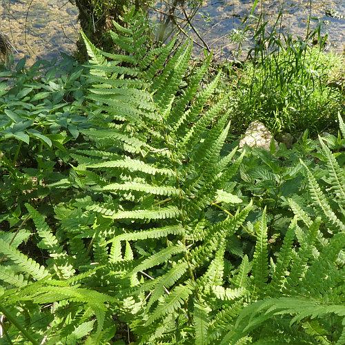 Echter Wurmfarn / Dryopteris filix-mas