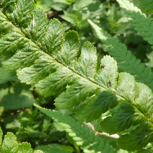 Echter Wurmfarn / Dryopteris filix-mas