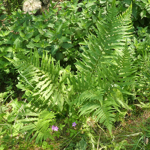 Echter Wurmfarn / Dryopteris filix-mas