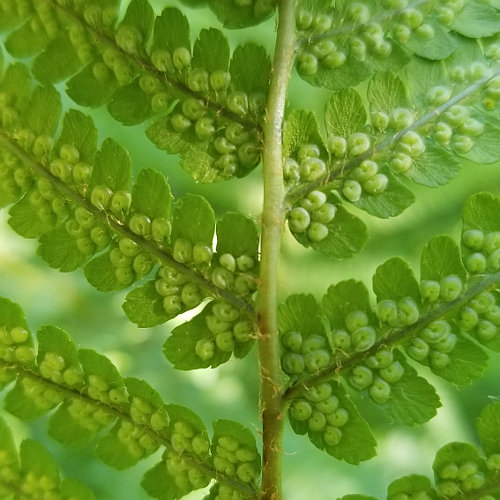 Echter Wurmfarn / Dryopteris filix-mas