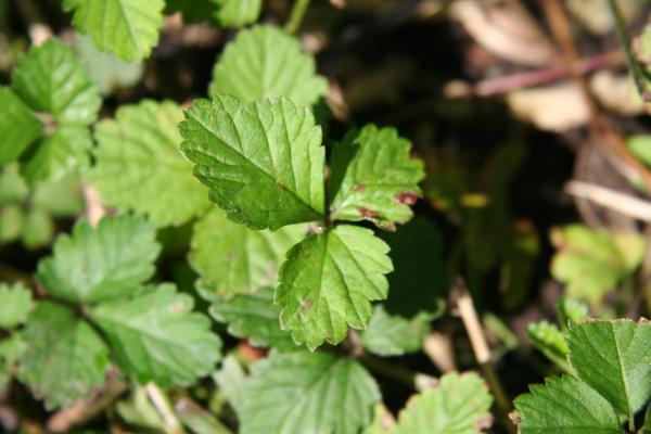 Scheinerdbeere / Duchesnea indica