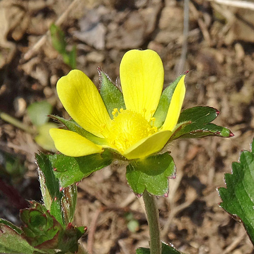 Scheinerdbeere / Duchesnea indica