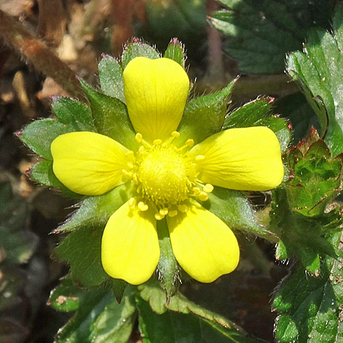 Scheinerdbeere / Duchesnea indica