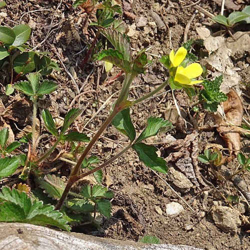 Scheinerdbeere / Duchesnea indica