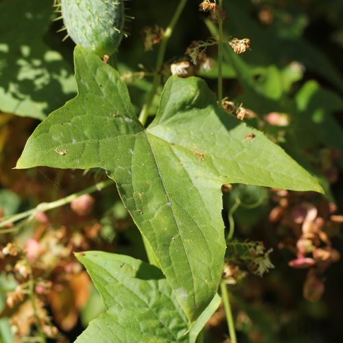 Stachelgurke / Echinocystis lobata