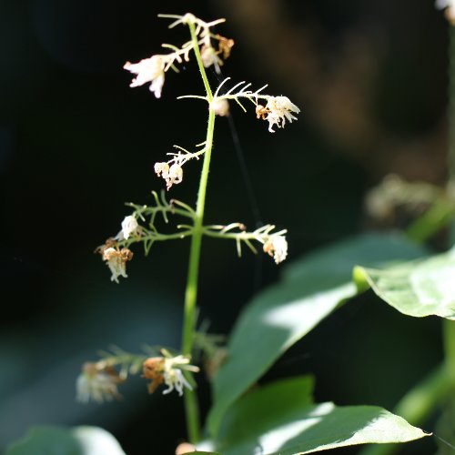 Stachelgurke / Echinocystis lobata