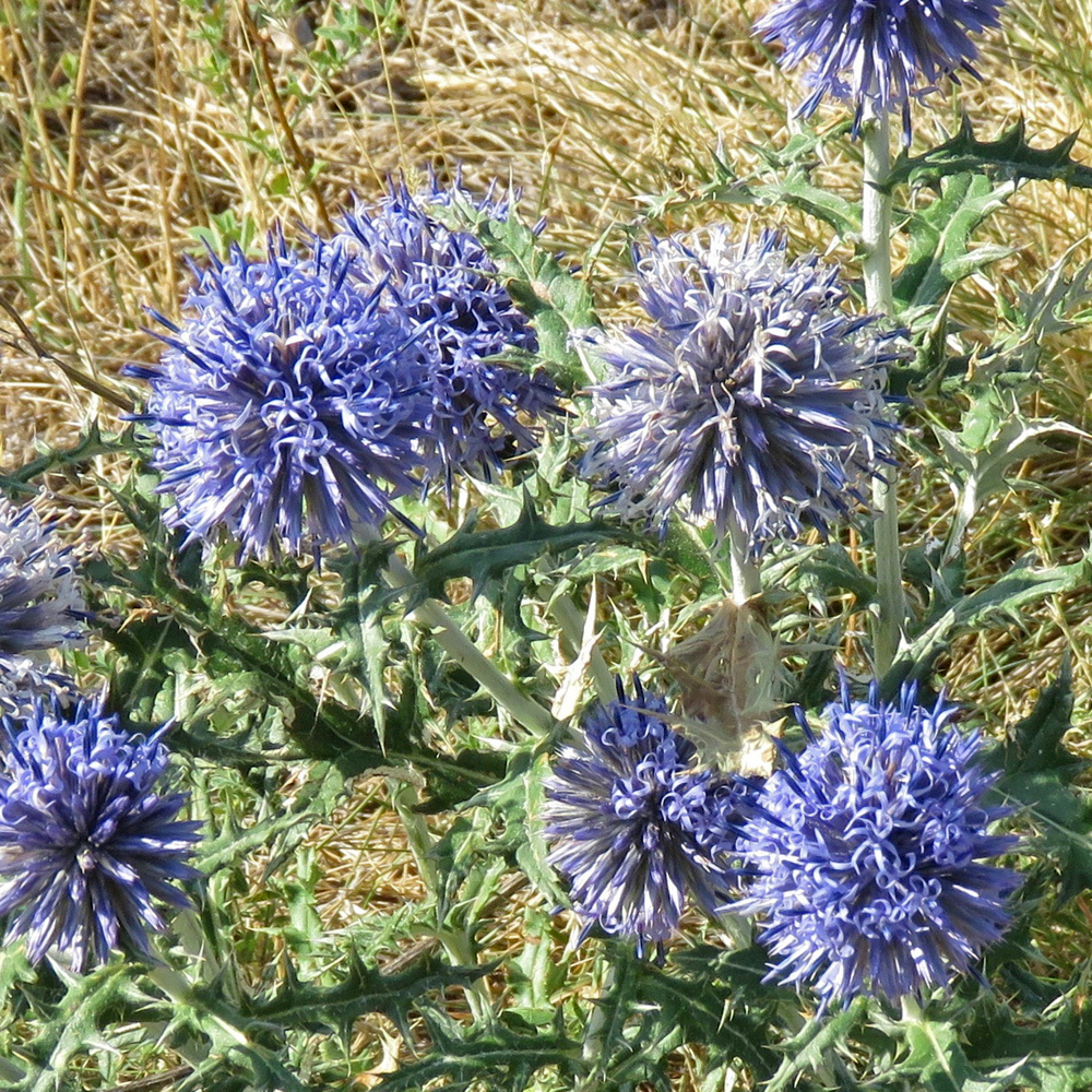 Ruthenische Kugeldistel / Echinops ritro (Foto: ©Christian Kaderli) Ruthenische Kugeldistel / Echinops ritro