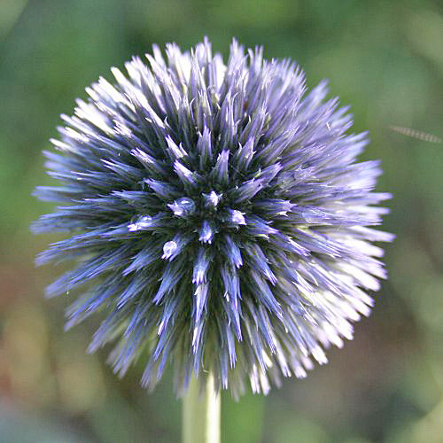 Kugeldistel / Echinops sphaerocephalus