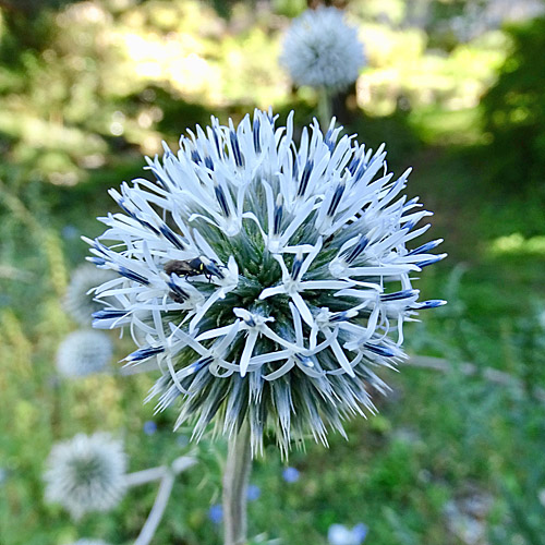 Kugeldistel / Echinops sphaerocephalus