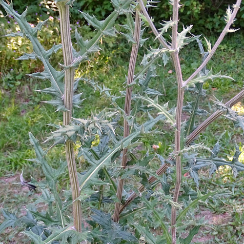 Kugeldistel / Echinops sphaerocephalus