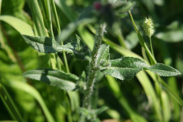 Gewöhnlicher Natternkopf / Echium vulgare