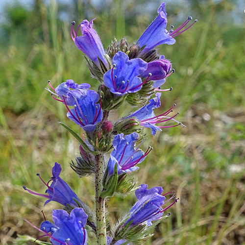 Gewöhnlicher Natternkopf / Echium vulgare