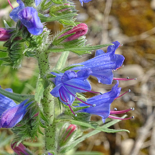 Gewöhnlicher Natternkopf / Echium vulgare