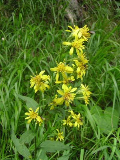 Echte Goldrute / Solidago virgaurea