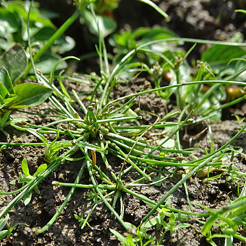 Eiköpfige Sumpfbinse / Eleocharis ovata