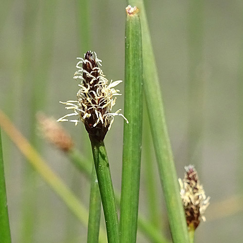 Sumpfbinse / Eleocharis palustris aggr.