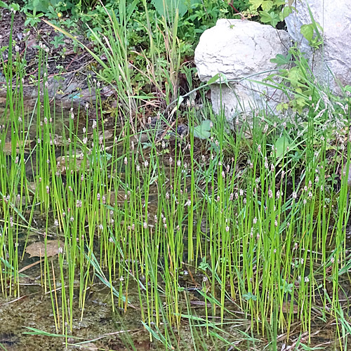 Sumpfbinse / Eleocharis palustris aggr.