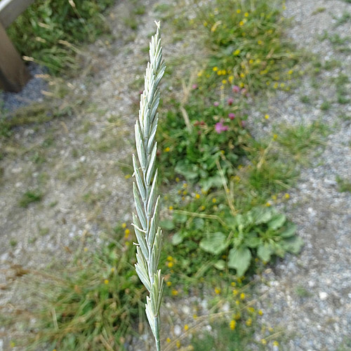 Stechende Quecke / Elymus athericus