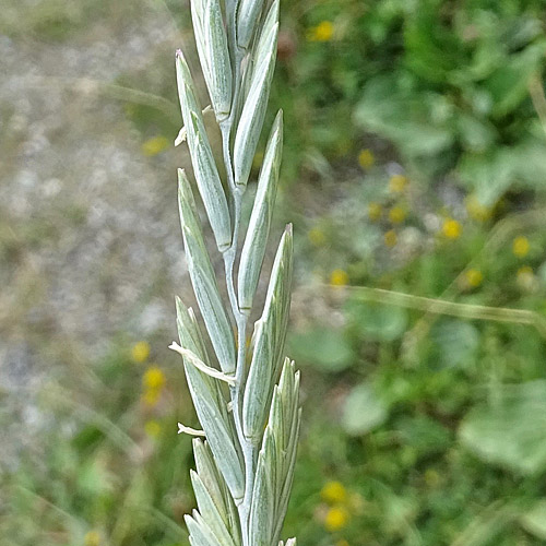 Stechende Quecke / Elymus athericus