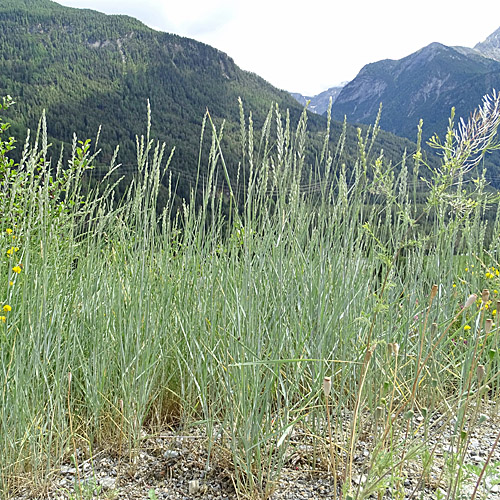 Stechende Quecke / Elymus athericus