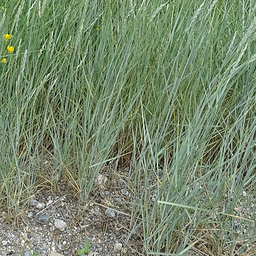 Stechende Quecke / Elymus athericus