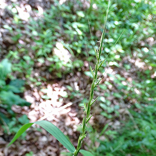 Hunds-Quecke / Elymus caninus