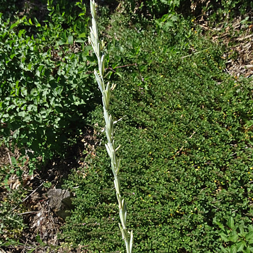 Blaugrüne Quecke / Elymus hispidus