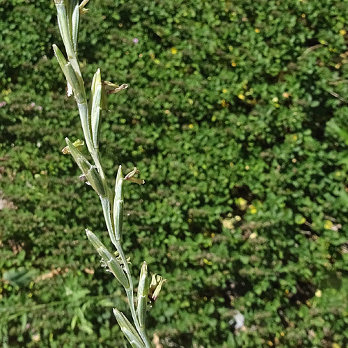 Blaugrüne Quecke / Elymus hispidus