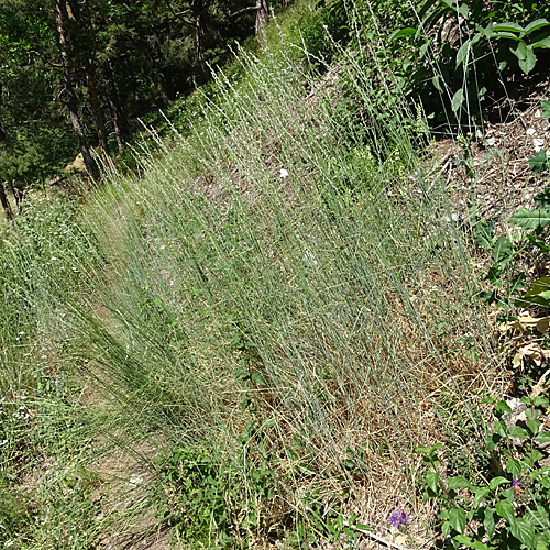 Blaugrüne Quecke / Elymus hispidus