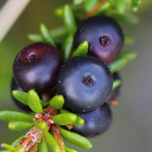 Zwittrige Krähenbeere / Empetrum nigrum ssp. hermaphroditum