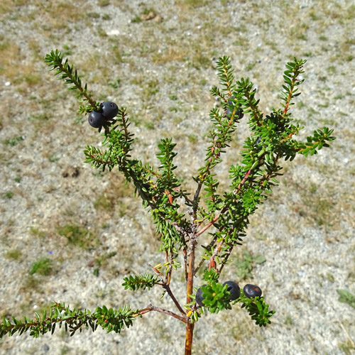 Zwittrige Krähenbeere / Empetrum nigrum ssp. hermaphroditum