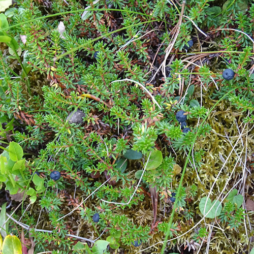 Zwittrige Krähenbeere / Empetrum nigrum ssp. hermaphroditum