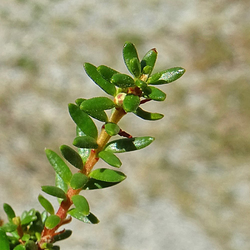 Zwittrige Krähenbeere / Empetrum nigrum ssp. hermaphroditum