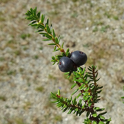 Zwittrige Krähenbeere / Empetrum nigrum ssp. hermaphroditum