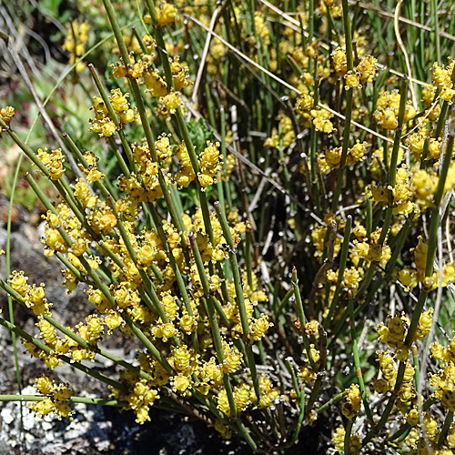 Schweizer Meerträubchen / Ephedra helvetica