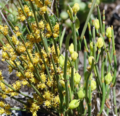 Schweizer Meerträubchen / Ephedra helvetica