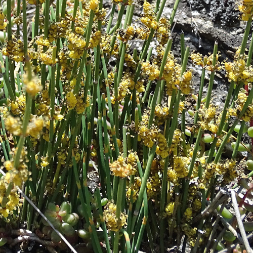 Schweizer Meerträubchen / Ephedra helvetica