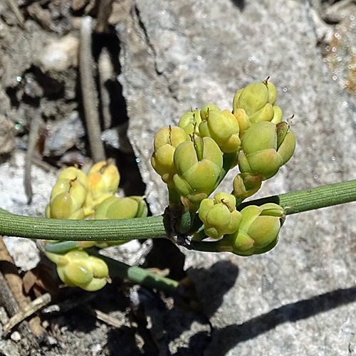 Schweizer Meerträubchen / Ephedra helvetica