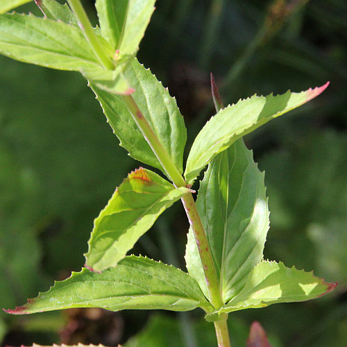 Quirlblättriges Weidenröschen / Epilobium alpestre