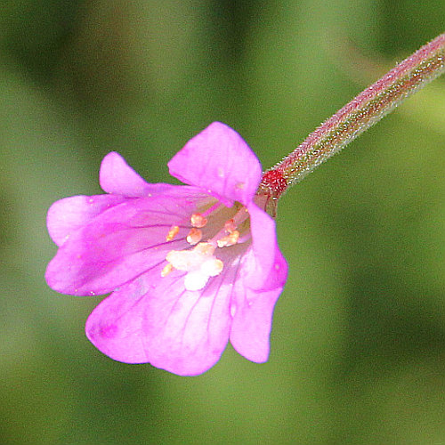 Quirlblättriges Weidenröschen / Epilobium alpestre