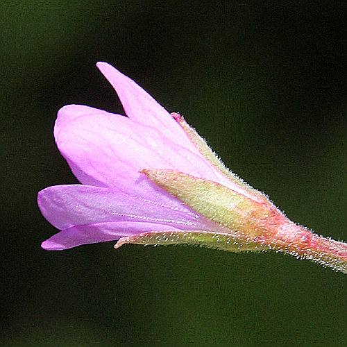 Quirlblättriges Weidenröschen / Epilobium alpestre