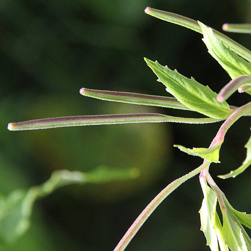 Quirlblättriges Weidenröschen / Epilobium alpestre