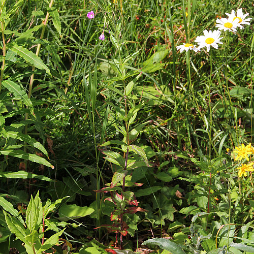 Quirlblättriges Weidenröschen / Epilobium alpestre